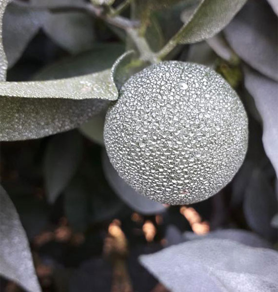 Fruit Image