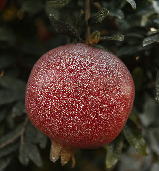 Protected fruit surface