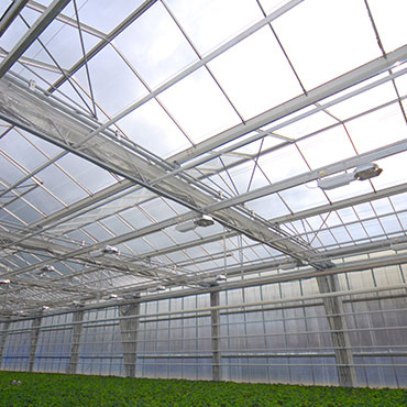 Inside a greenhouse production area