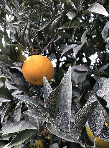 Protected citrus fruit